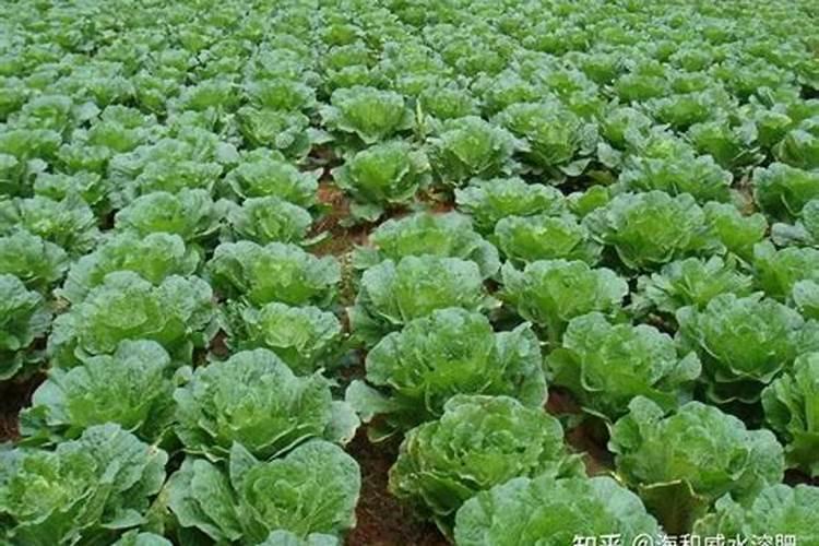 大量元素撒施肥料一袋多少钱