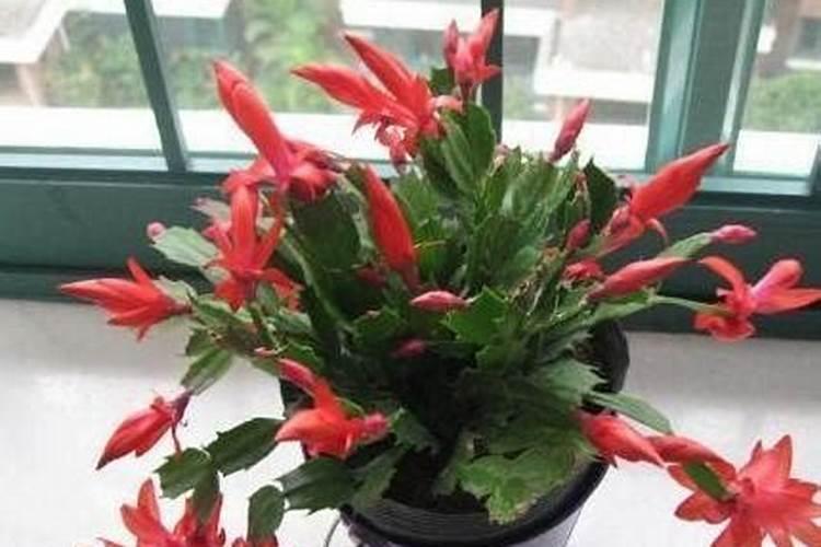 尿素可以做叶面肥喷槟榔树吗？