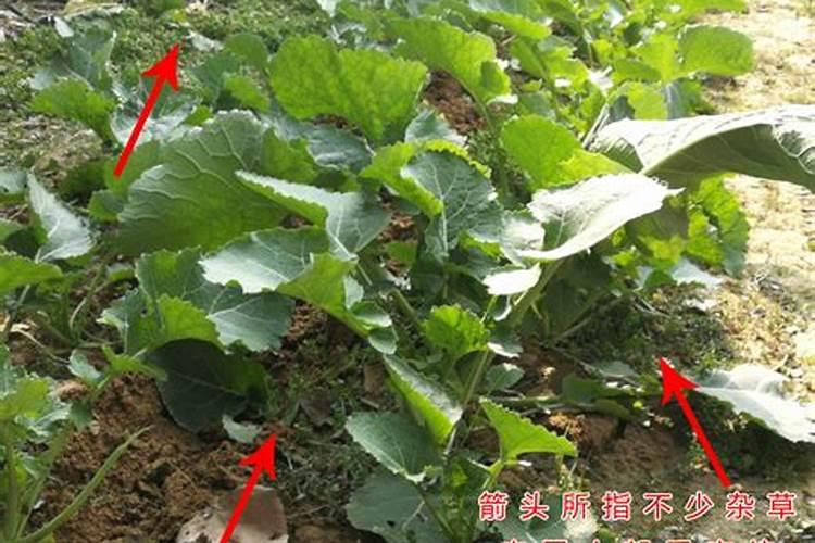 磷酸二氢钾能不能喷雾油菜花吗？