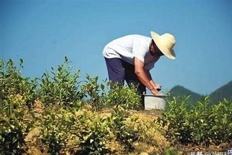 什么肥能促进茶叶树生长