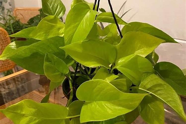 小麦没用底肥怎么办 后期如何合理追肥