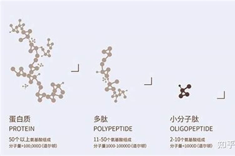 象草的简介 常见的象草品种有哪些品种