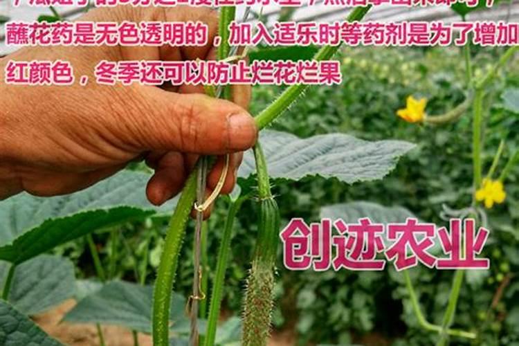 玉米授粉期适应啥叶面肥