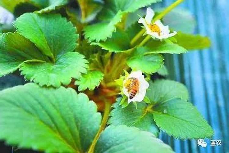 玉米授粉后进入灌浆期,还需管理吗？