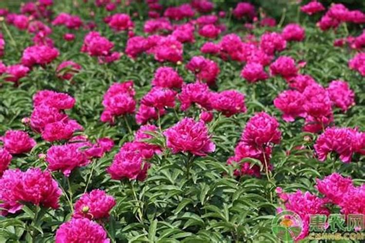 牡丹花夏天叶子枯是否死了