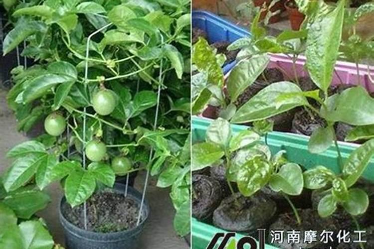 多肉施肥用什么肥料