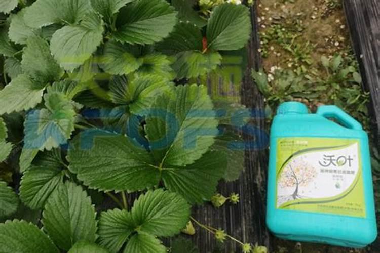 什么植物多施钾肥