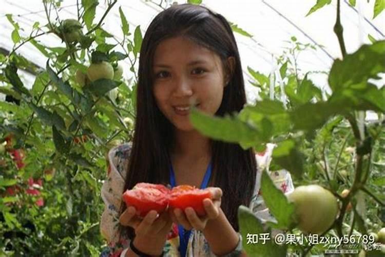 葡萄施什么肥料最好