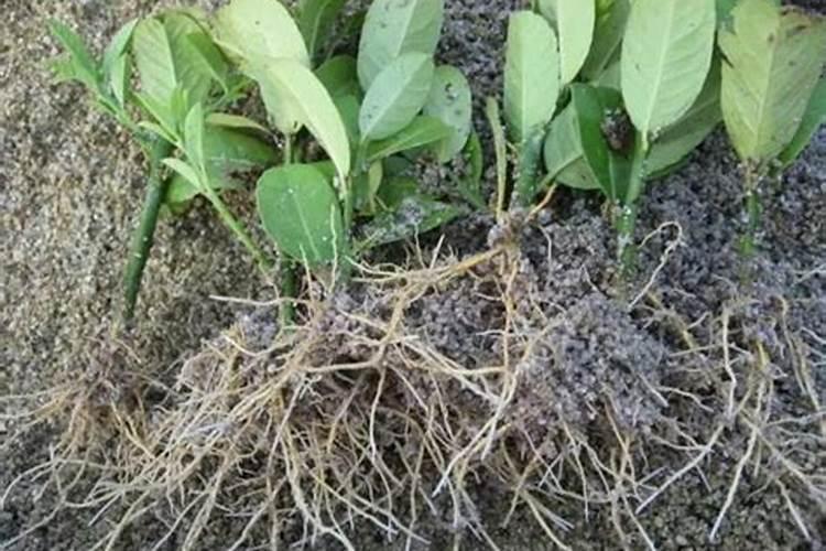 土豆什么时侯打叶面肥