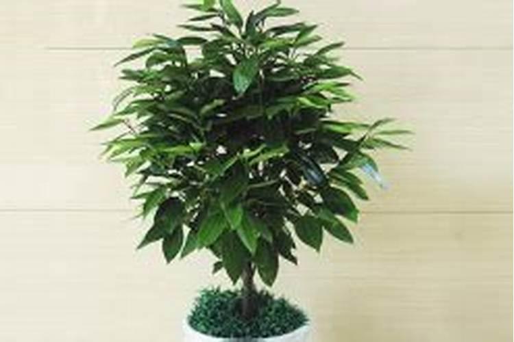 大姜雨后可以冲水溶肥吗