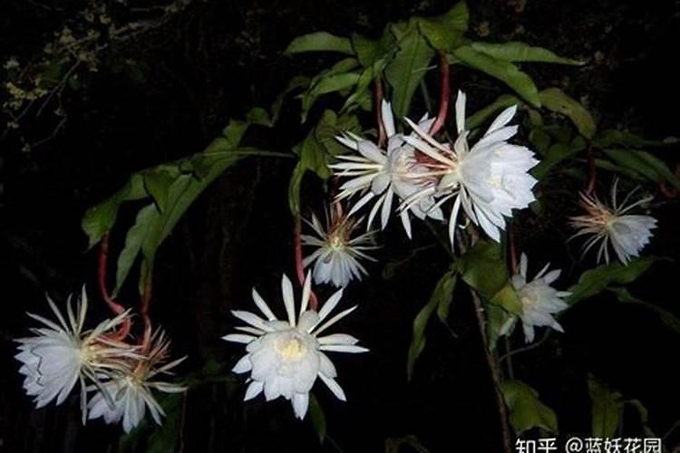 有花朵的昙花能不能喷磷酸二氢钾？