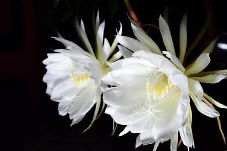 小叶昙花的养殖方法和注意事项