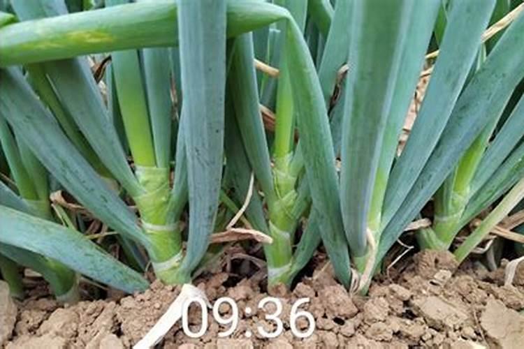 大樱桃树秋季施肥量如何确定