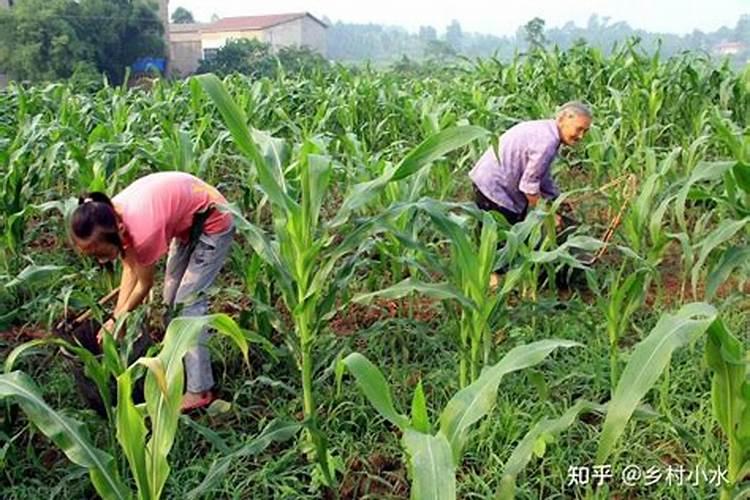芦荟浇什么肥最好