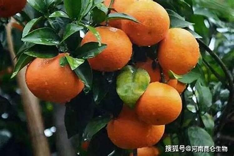 柑橘苗叶面肥施药方法