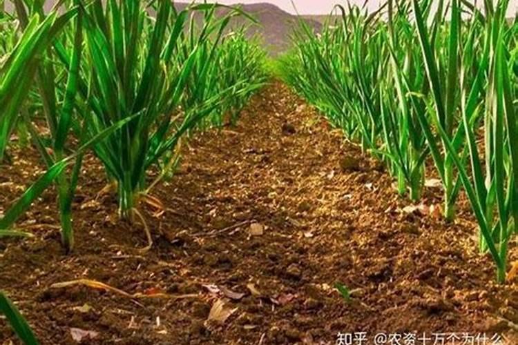 问各位老师大蒜浇第一次水冲什么肥好