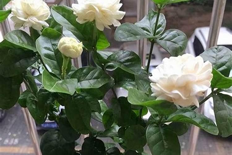 复合肥浇花比例是多少,复合肥浇花的方法与作用