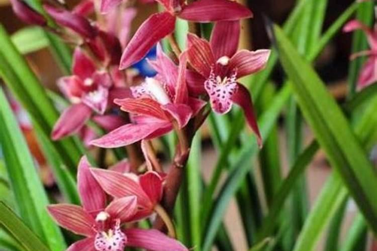 四季兰在长花芽时应怎样浇水和施肥
