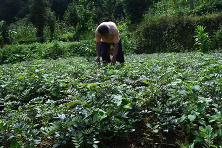 山豆根种子种植方法