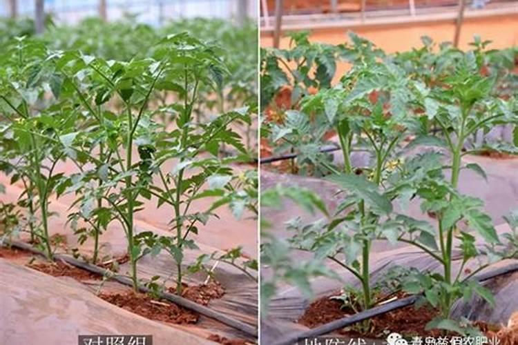 葡萄三天红专用催红药