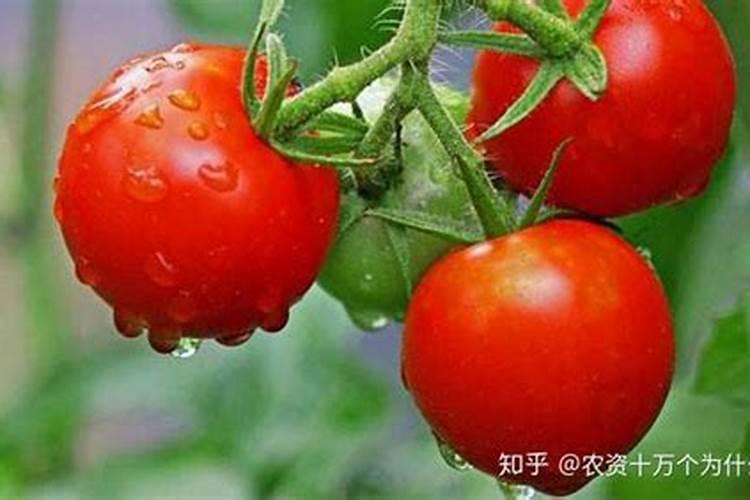 西红柿开花期如何浇水施肥