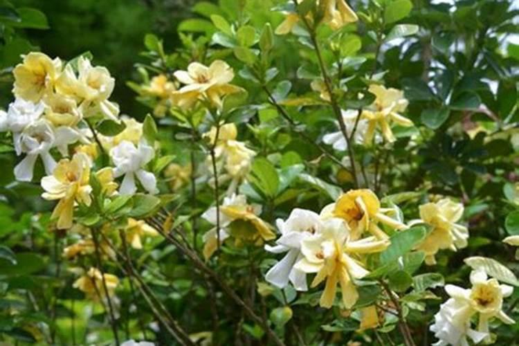 栀子开花能打叶面肥吗