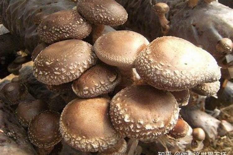 香菇发酵后可以当花肥吗