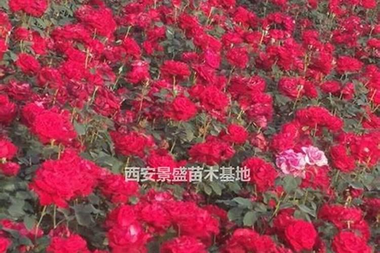 磷酸二氢钾浇月季花使用方法