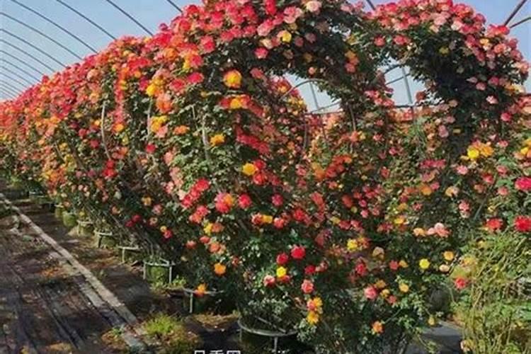 月季施肥诀窍有哪些