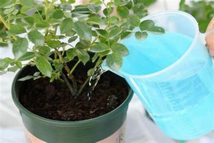 如何让茶花开花更鲜艳如何施肥