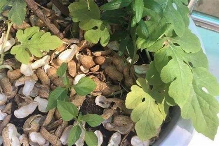 怎么自己做兰花用的肥料