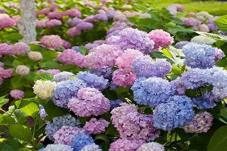 磷钾肥怎么浇花正确使用方法