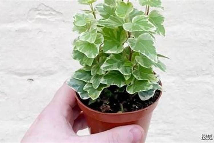 一亩地玉米30斤水,应该加,大量元素水溶肥多少克