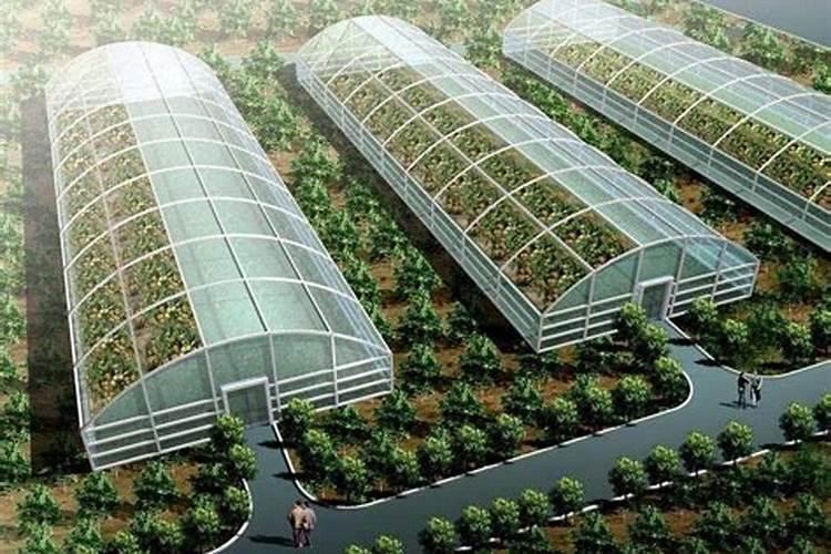 温室大棚辣椒做底肥一亩地用多少钙肥