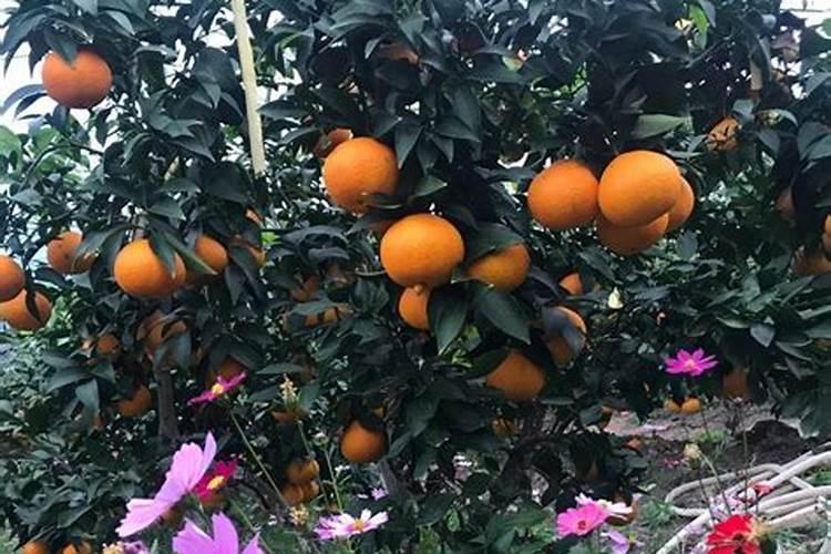 果树增甜叶面肥有哪些品牌,沃柑保花保果防裂,什么时间施肥好？