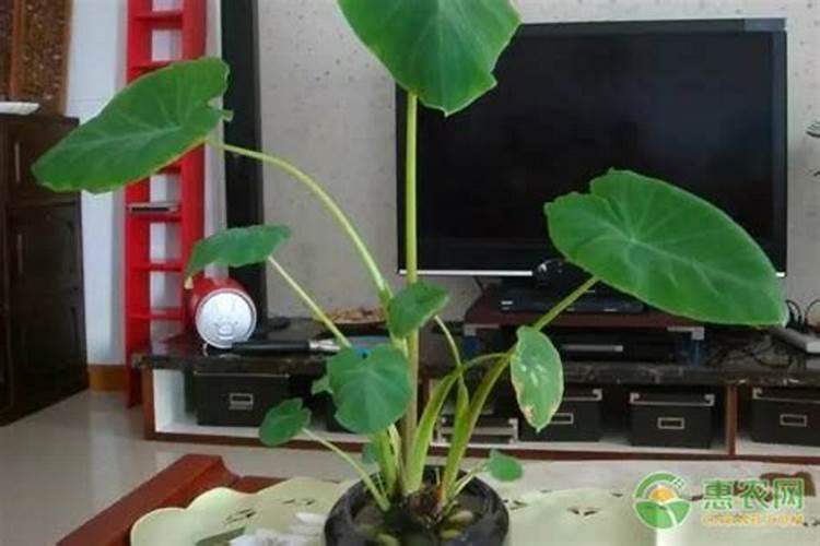 透水混凝土做法配比