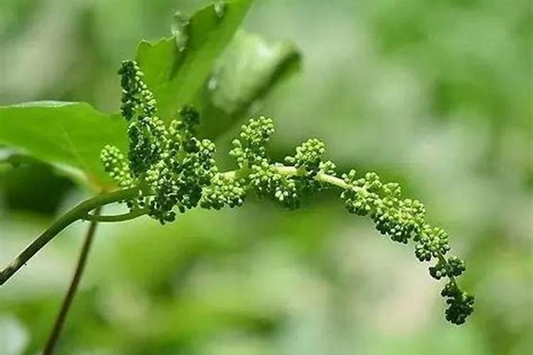 什么是土壤孔性、结构与耕性？