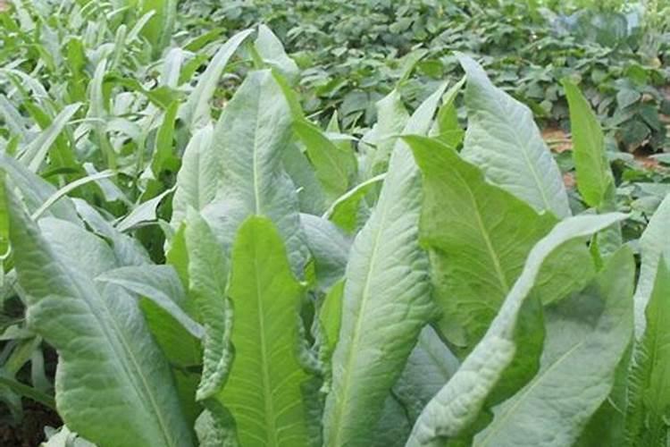 苦麦菜种植方法和时间