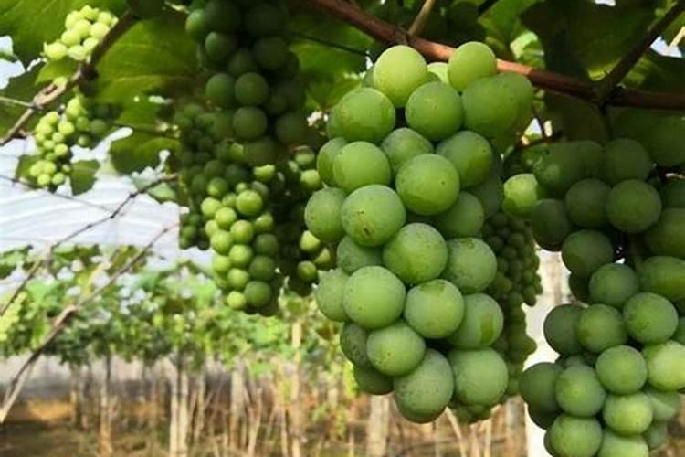 尿素可以喷施叶面肥吗