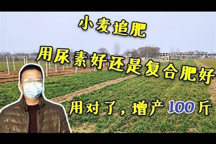 地里先种麦子还是先撒粪距离多久