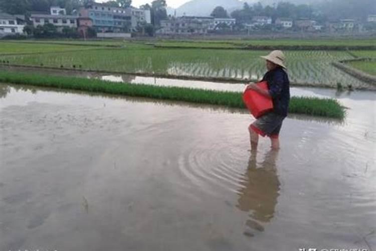 花生的管理与施肥