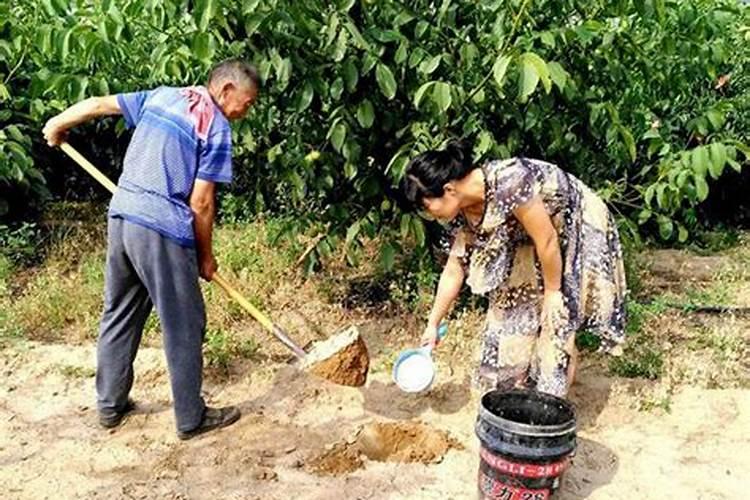 槟榔树可以用复合肥撤施在树头地面下吗