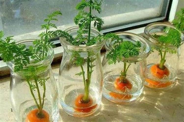 水培蔬菜怎么种植(水上栽培蔬菜的技术分享)
