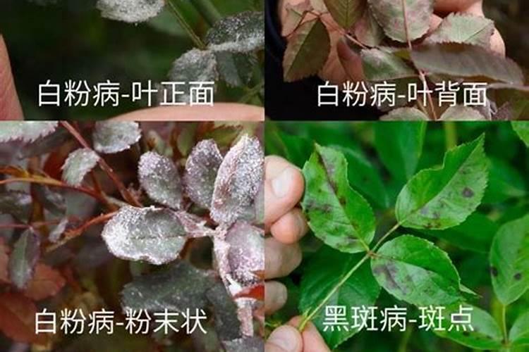 月季花长白粉病怎么办