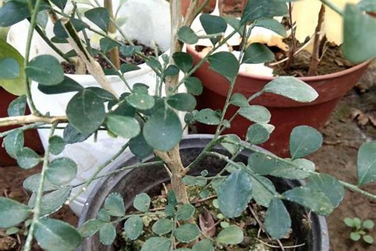火龙果膨大剂使用方法