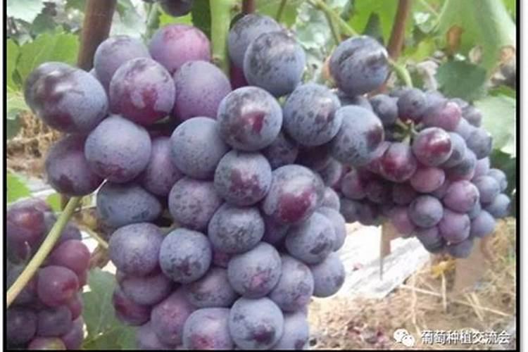 葡萄花期用什么肥料