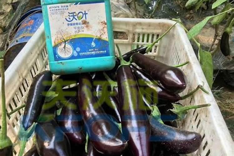 请问八月种粽子叶苗可以吗 粽子苗对生长环境的需求