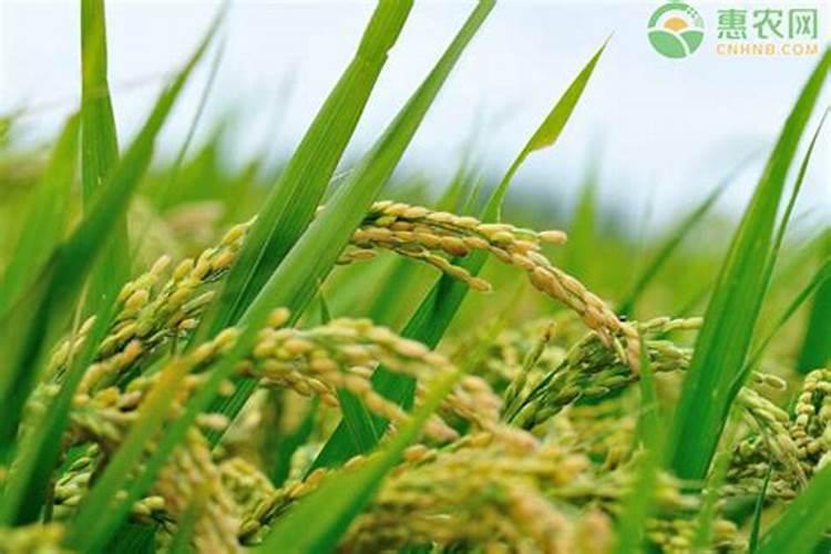 全国 一亩水稻平均【氮磷钾】化肥用量是多少？？
