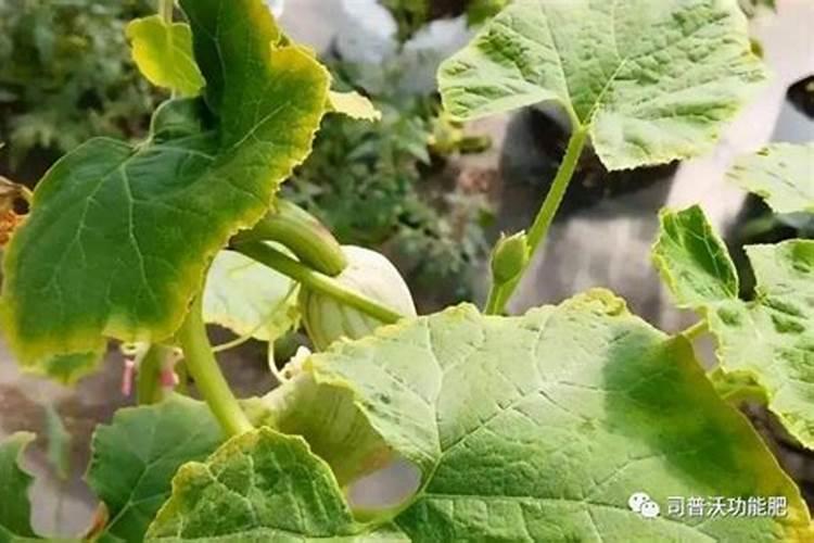 青瓜施什么肥最好