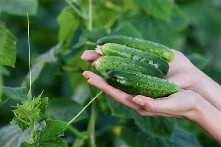 黄瓜最好的肥料是什么？